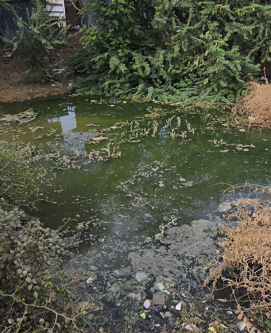 કપડવંજની ગરોડ ચોકડી પર ગંદકીનું સામ્રાજ્ય: રેસ્ટોરન્ટ અને&nbsp; હોટલ સામે સ્થાનિકોનો રોષ!